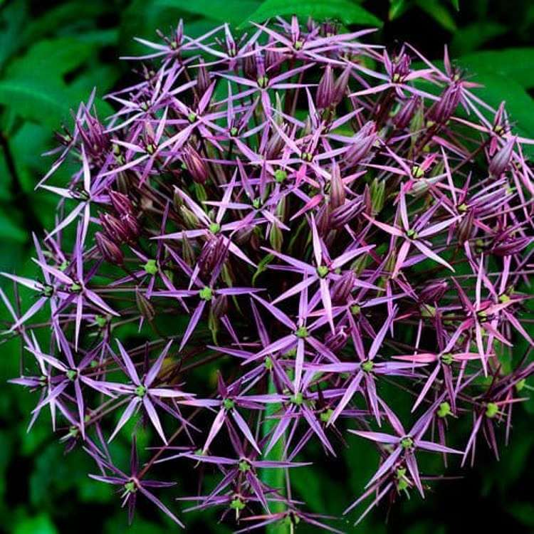 Allium (Zierlauch) 'Christophii'